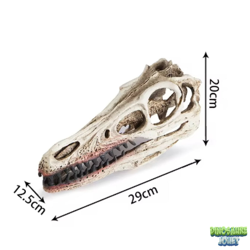 Crâne de Dinosaure Spinosaurus