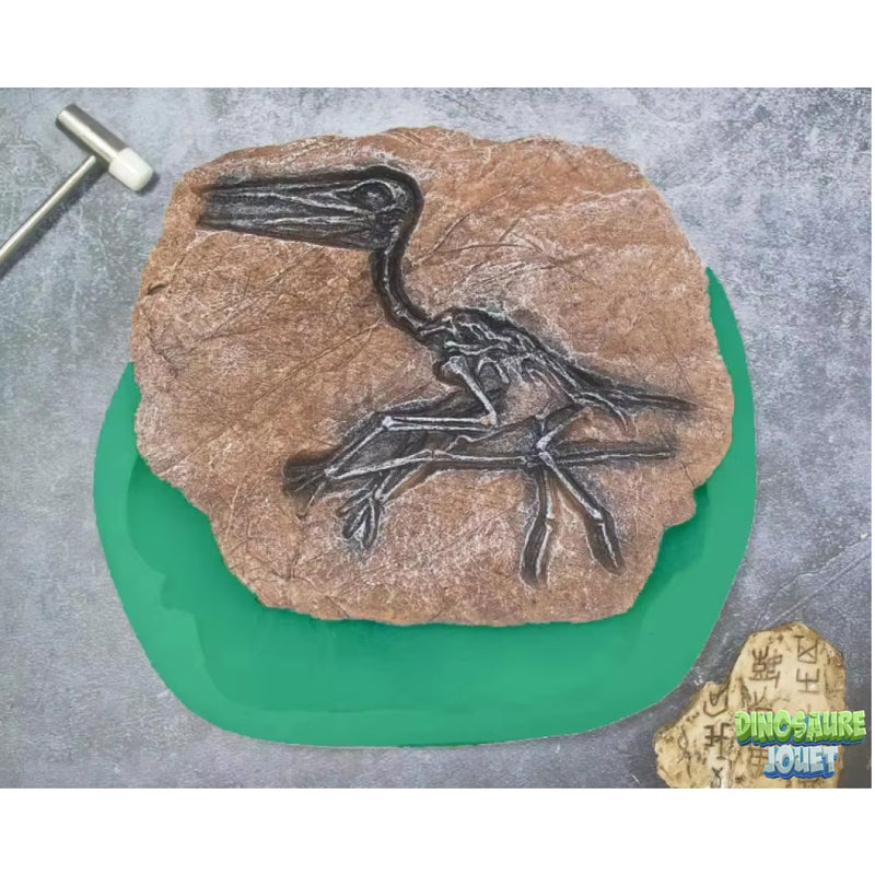 Moule empreinte Dinosaure