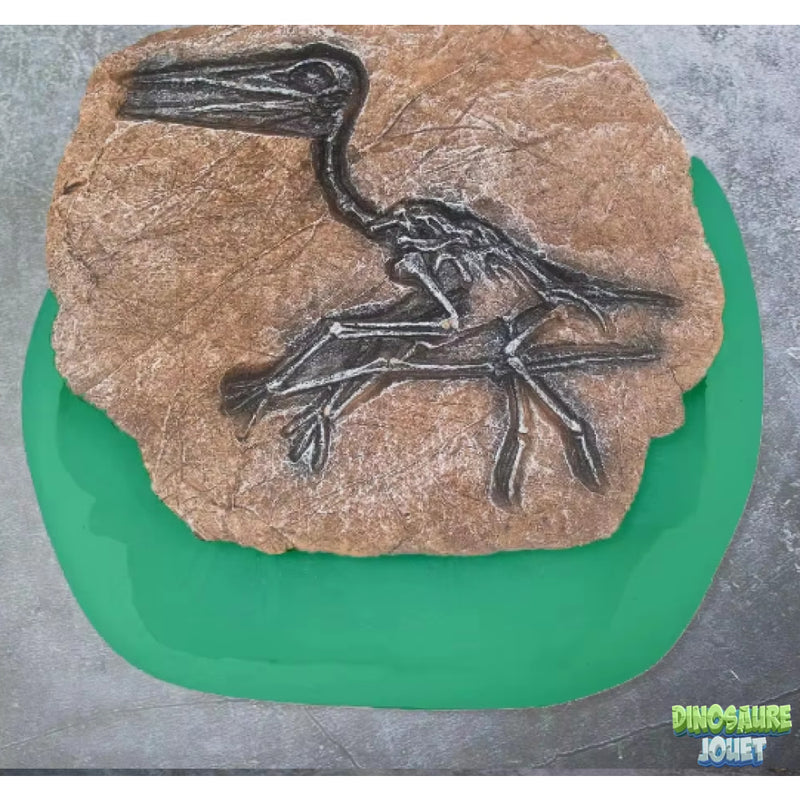 Moule empreinte Dinosaure
