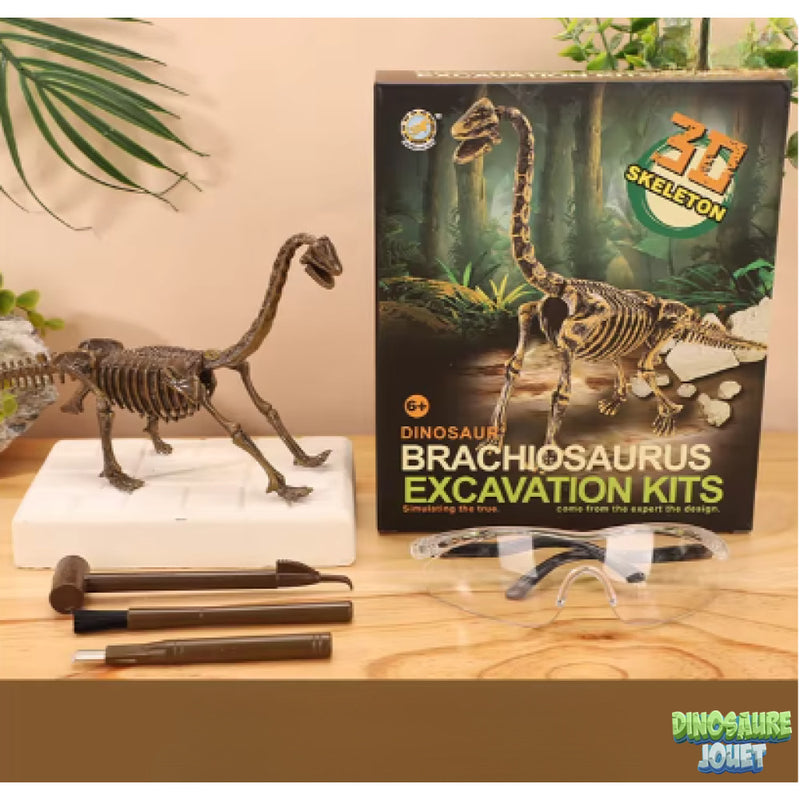 Squelette de Diplodocus à déterrer