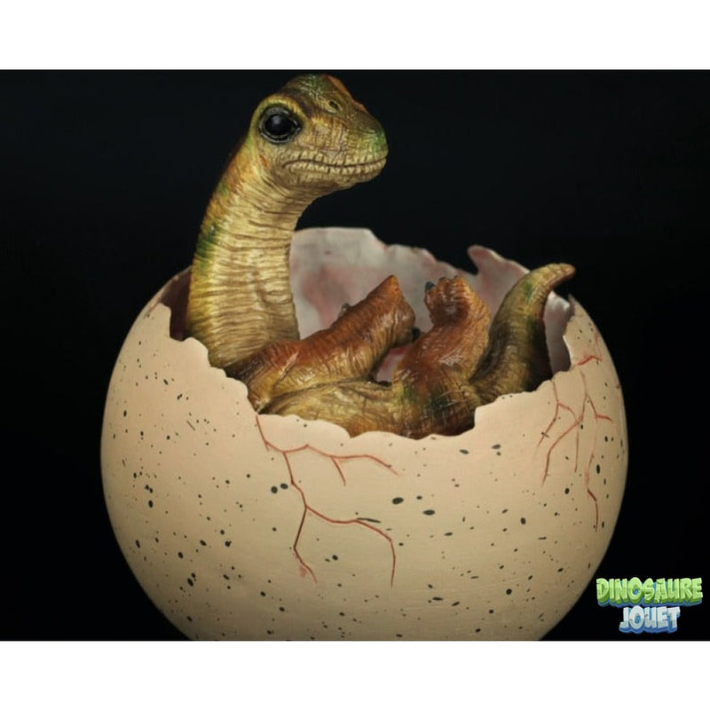 Brachiosaure oeuf