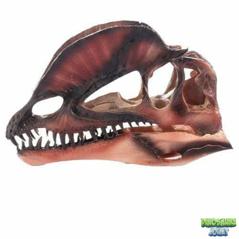 Crâne de Dilophosaure