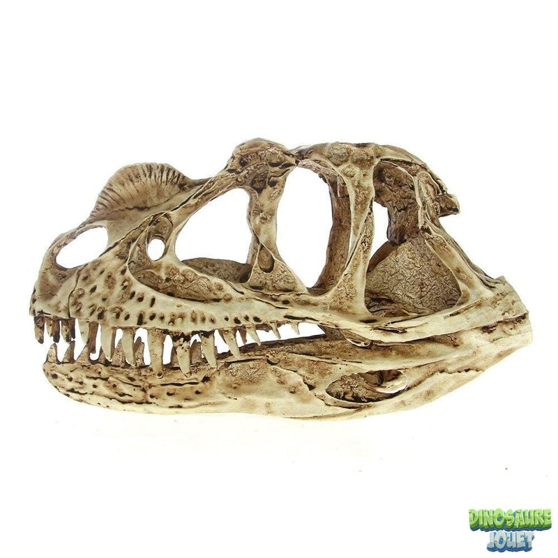 Crâne de Dinosaure Ceratosaurus