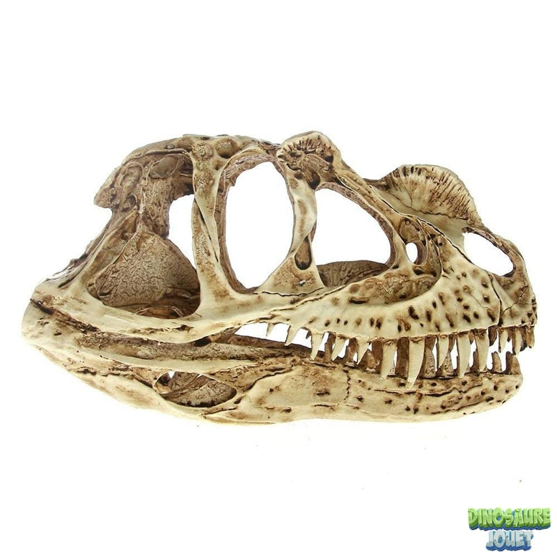 Crâne de Dinosaure Ceratosaurus