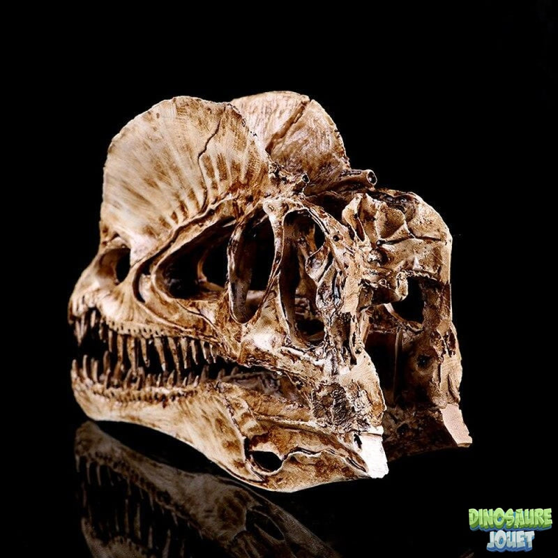Crâne de Dinosaure Dilophosaure