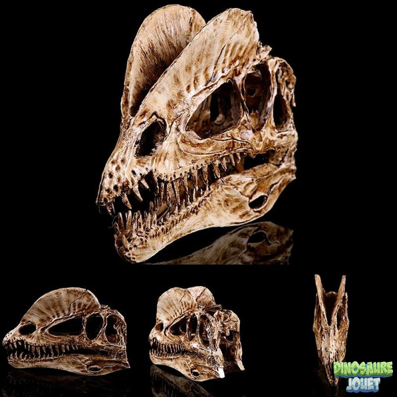 Crâne de Dinosaure Dilophosaure
