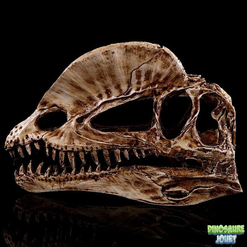 Crâne de Dinosaure Dilophosaure