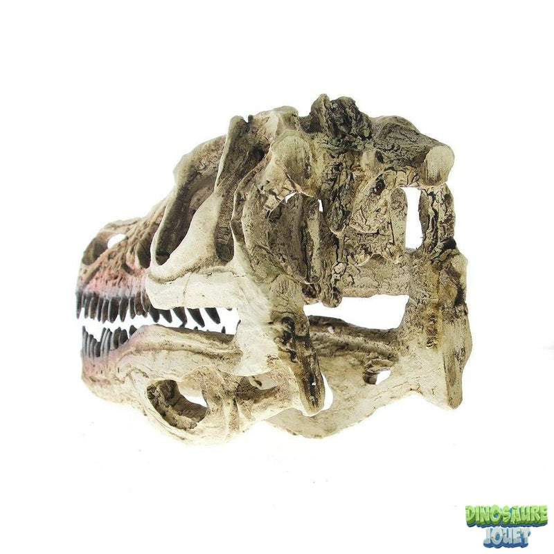 Crâne de Dinosaure Spinosaurus