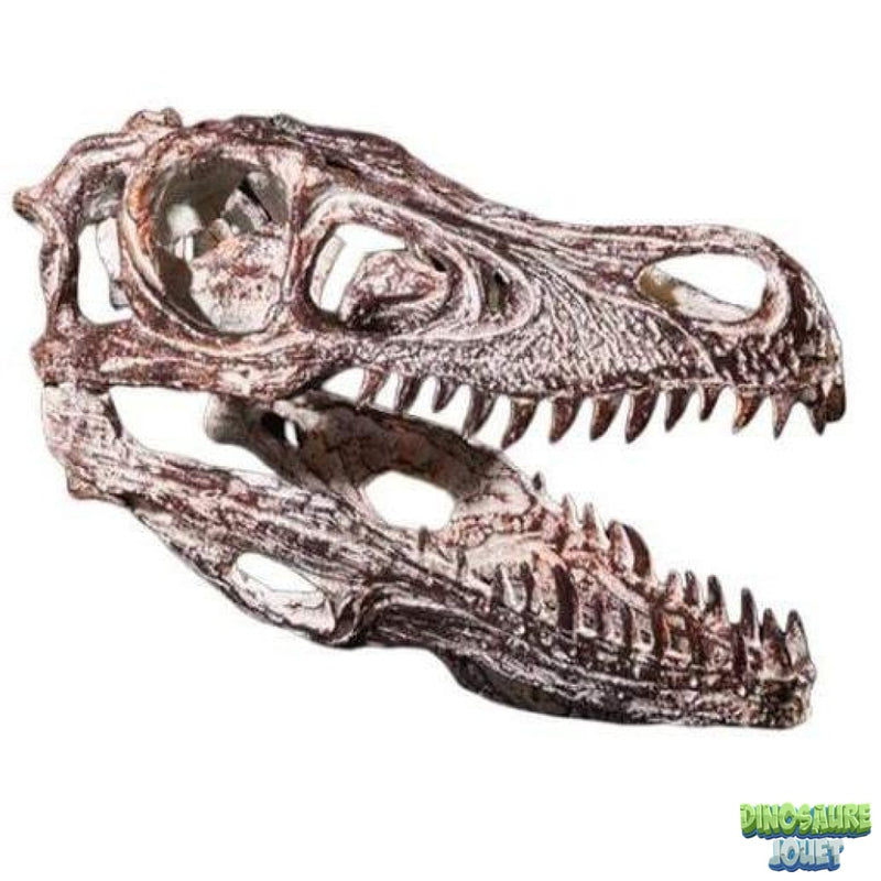 Crâne de Spinosaurus