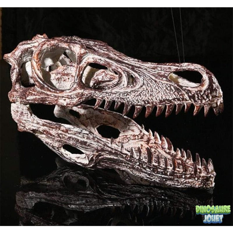 Crâne de Spinosaurus