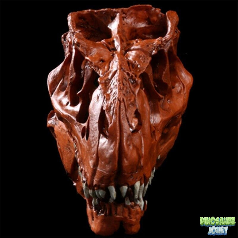 Crâne de T-rex en Résine