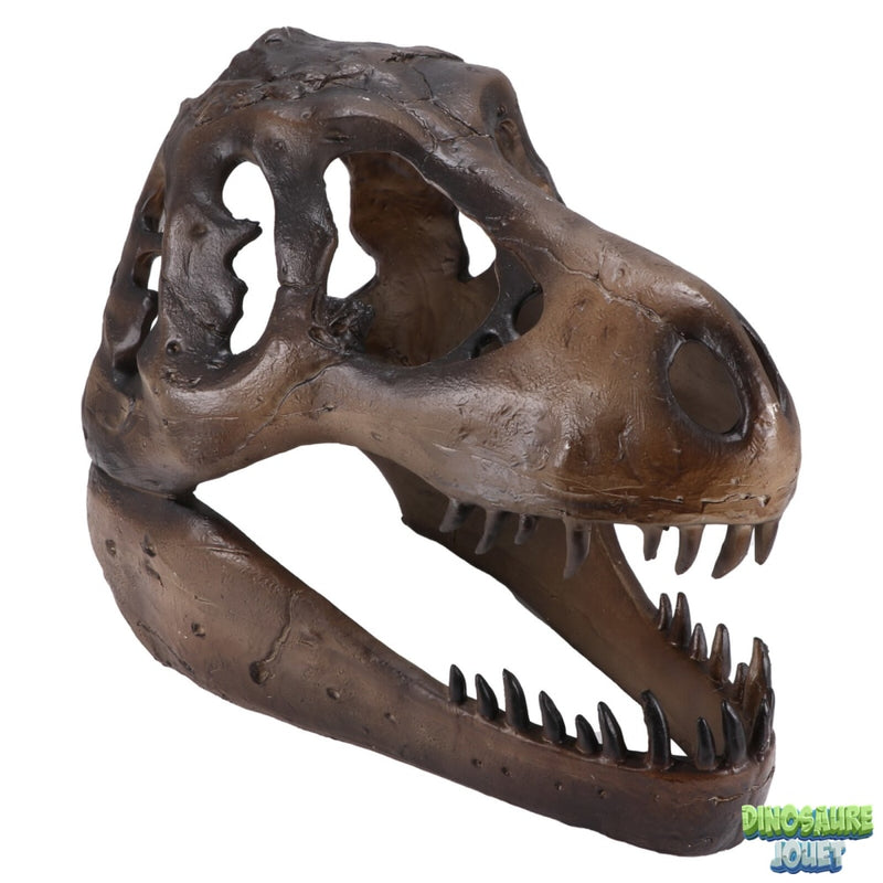 Crâne Dinosaure fossile