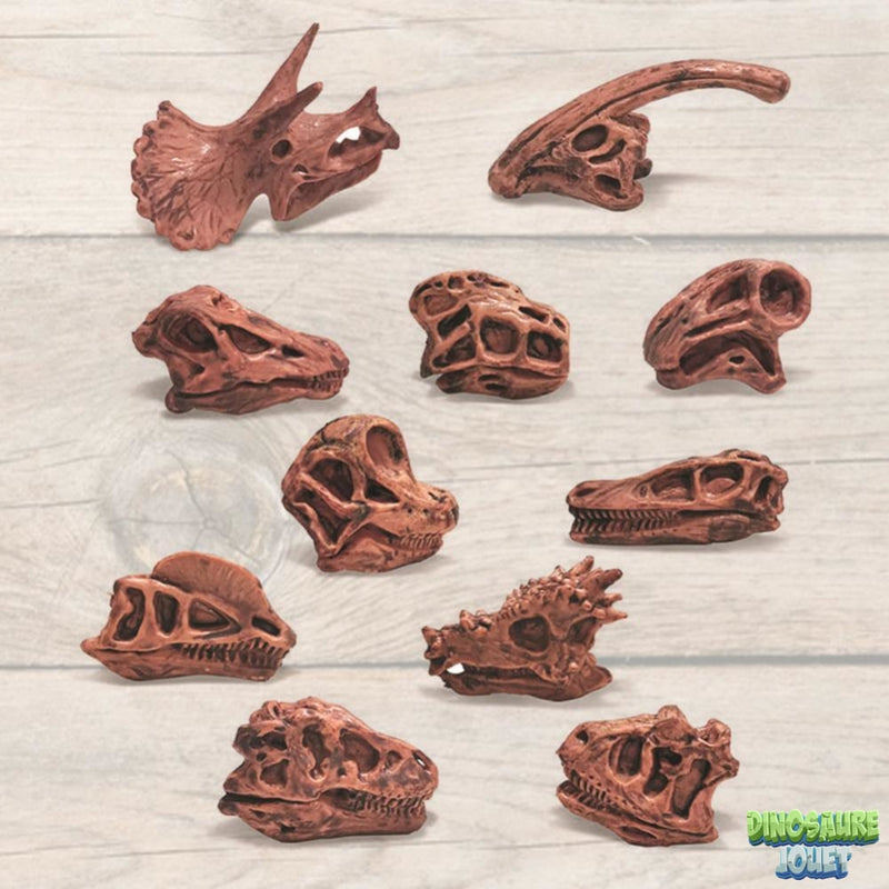 Crâne Dinosaure fossile