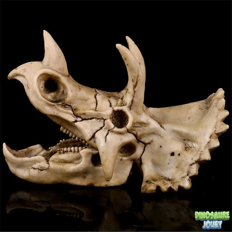 Crâne Tricératops