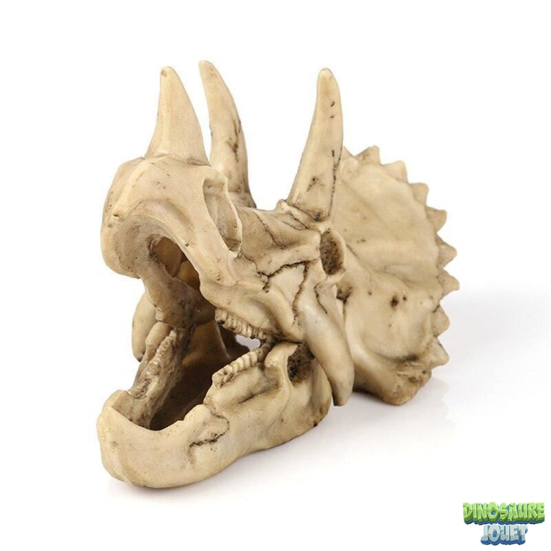 Crâne Tricératops