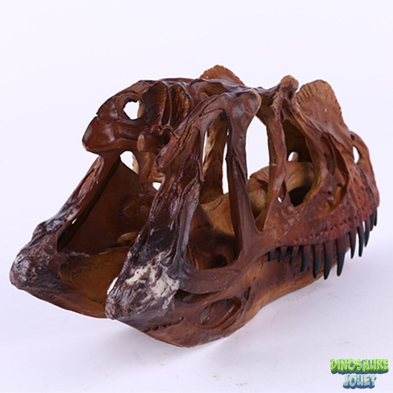 Dinosaure crâne Ceratosaurus