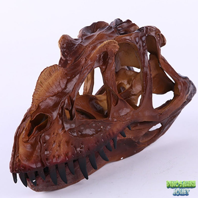 Dinosaure crâne Ceratosaurus