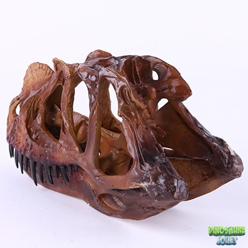 Dinosaure crâne Ceratosaurus