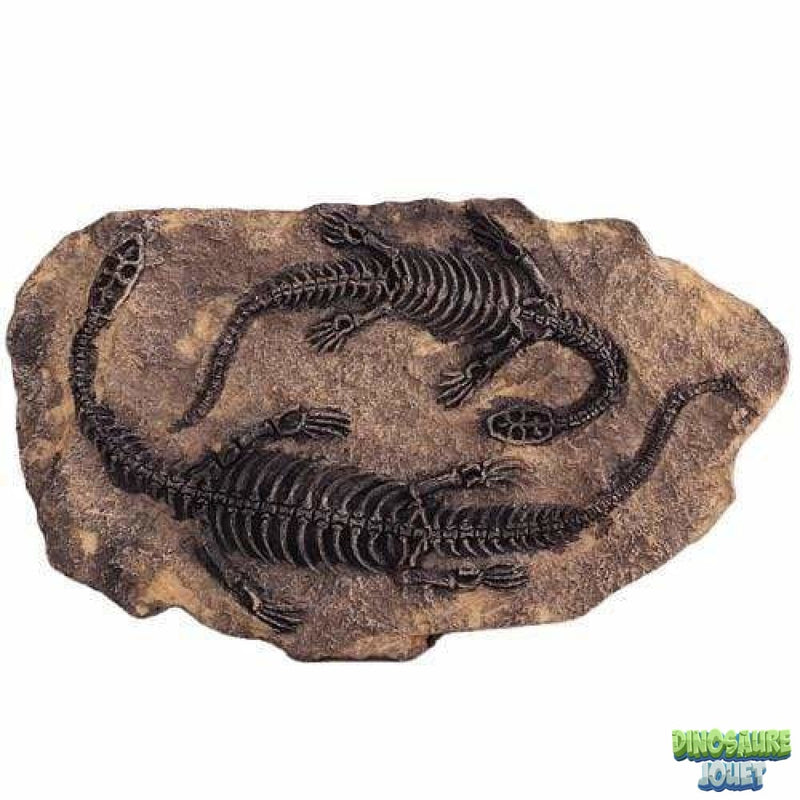 Fossile de Plésiosaure