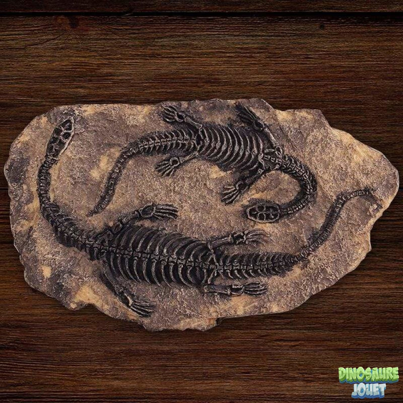 Fossile de Plésiosaure