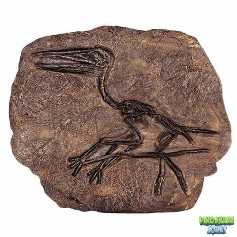 Fossile Ptérodactyle
