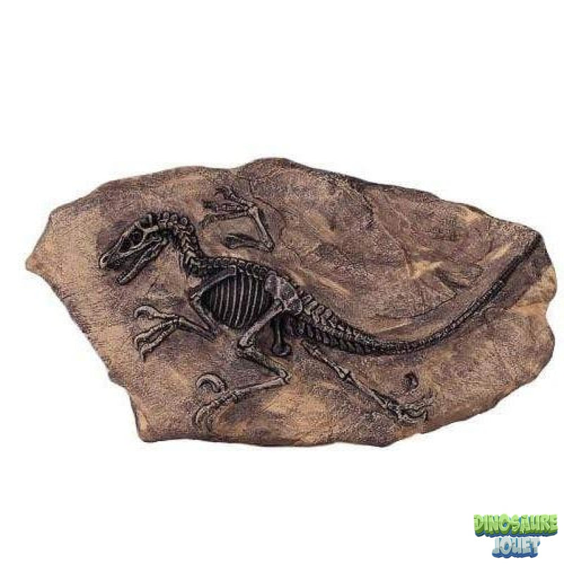 Fossile Velociraptor