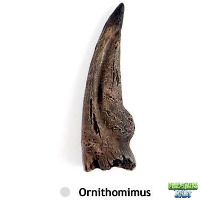 Griffe de dinosaure