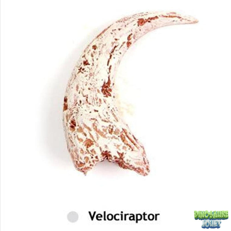 Griffe de dinosaure