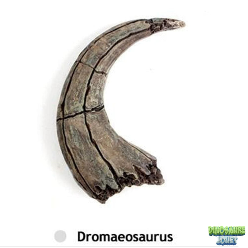 Griffe de dinosaure