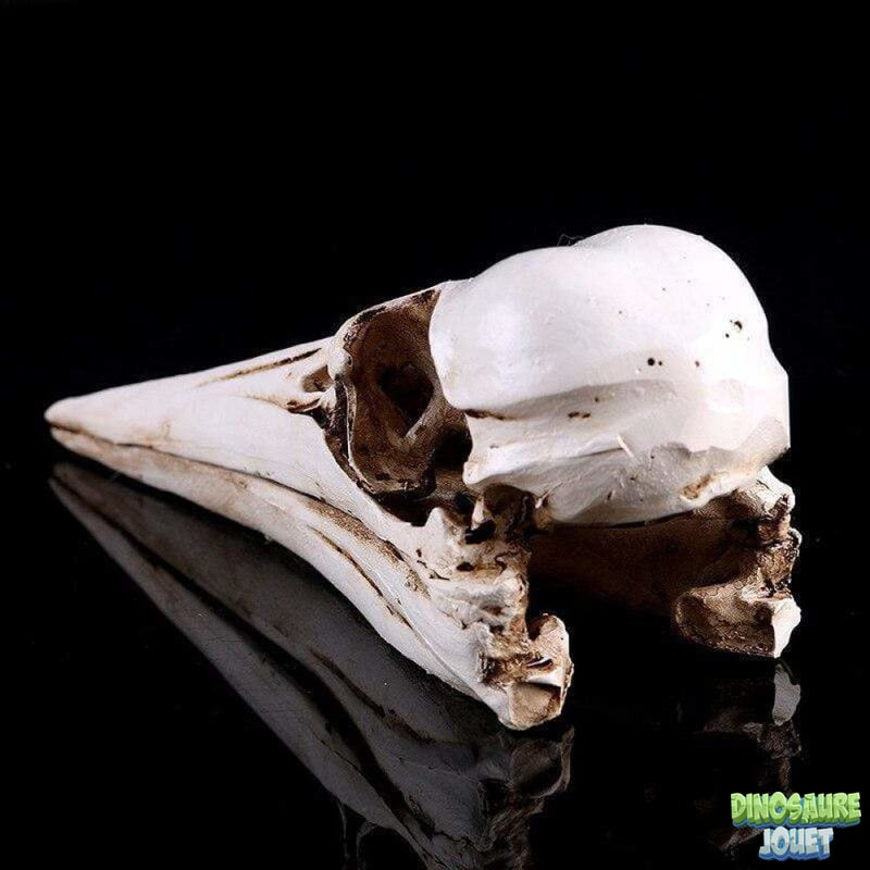 Ptérodactyle crâne