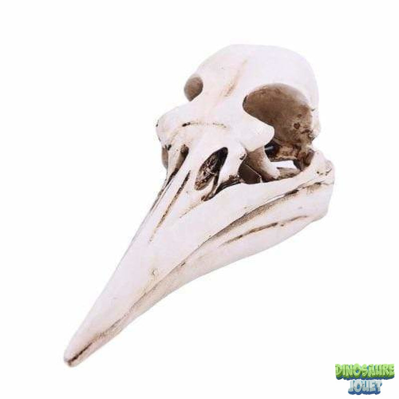 Ptérodactyle crâne