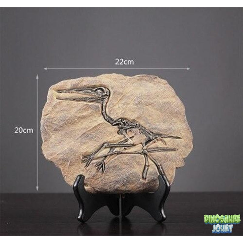 Statue Dinosaure fossile Ptérodactyle