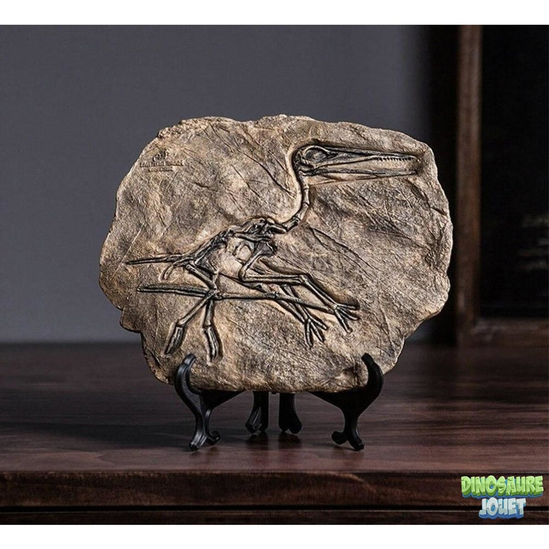 Statue Dinosaure fossile Ptérodactyle