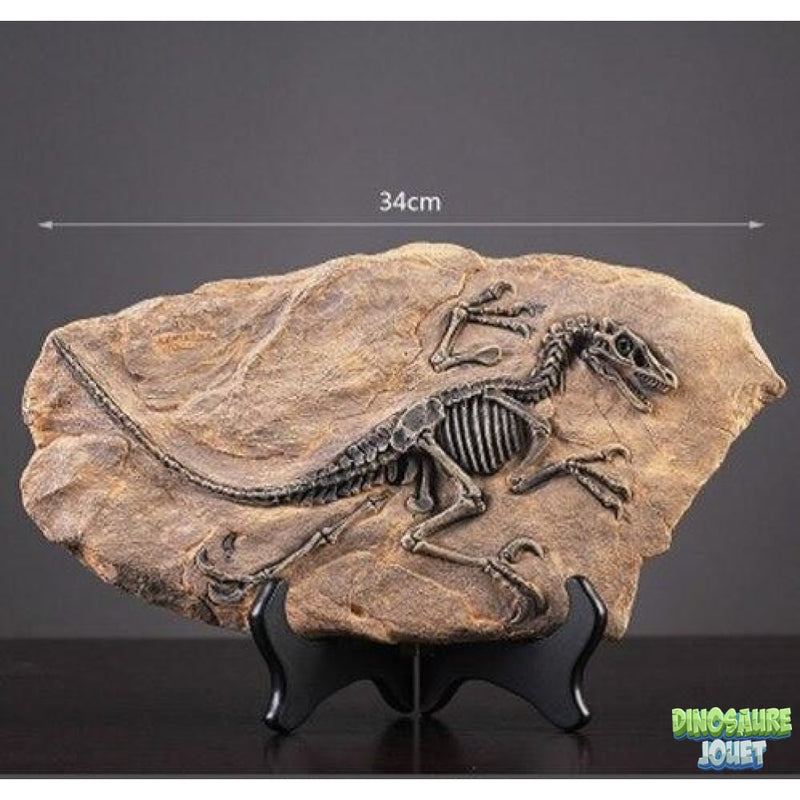 Statue Dinosaure fossile Raptor