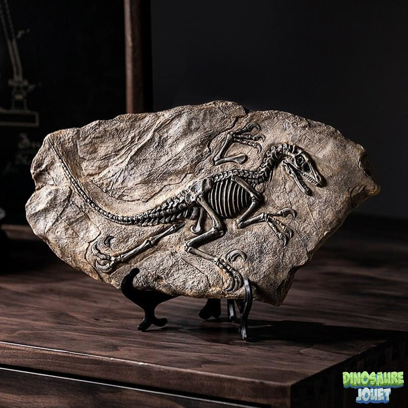 Statue Dinosaure fossile Raptor