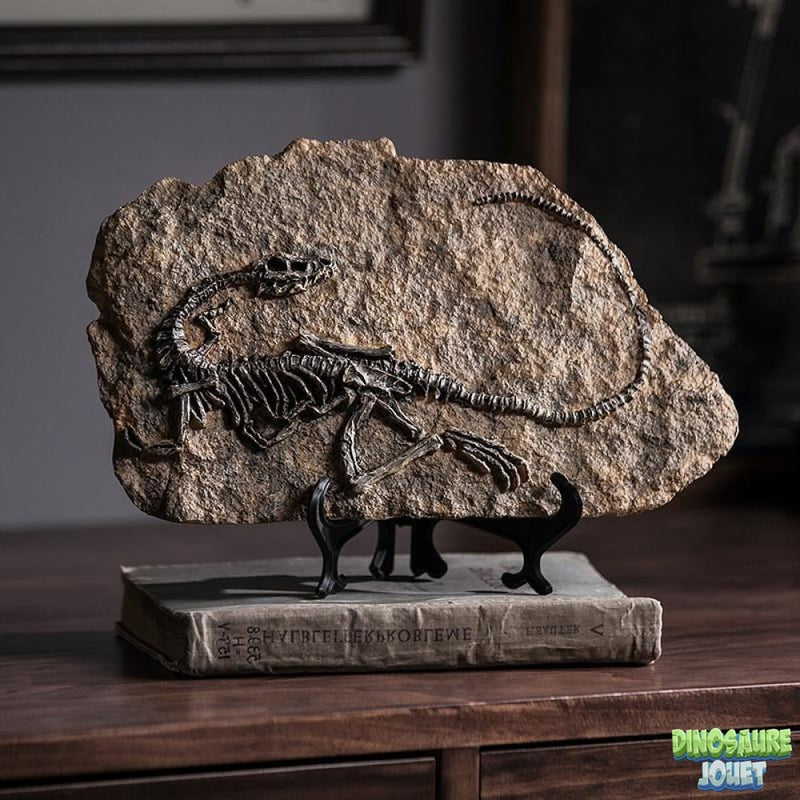 Statue Dinosaure fossile Vélociraptor
