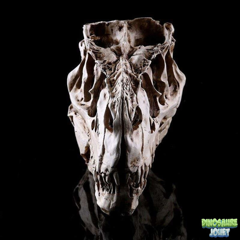 T-rex crâne