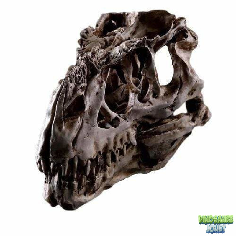 T-rex crâne